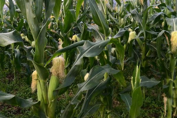 三月份可以种玉米吗，种玉米的方法和步骤