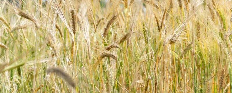 小麦和水稻哪个种植面积大，哪个产量高