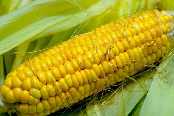 益农72玉米种简介，适合哪里种植，产量如何