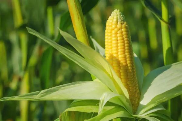 益农72玉米种简介，适合哪里种植，产量如何