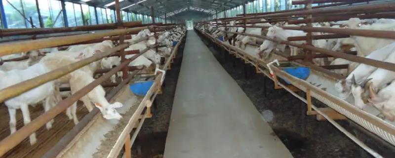 山羊的养殖方法与技术