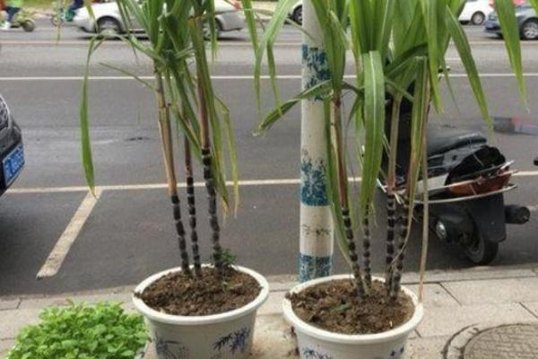 盆栽甘蔗的养殖方法