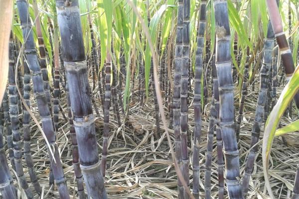 甘蔗的生长环境，附种植方法