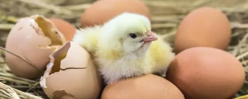 母鸡冬天孵的小鸡可以存活吗，母鸡孵小鸡需要多少天