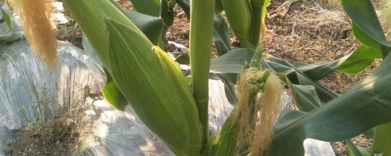 早春玉米什么时候种，露地种植玉米方法