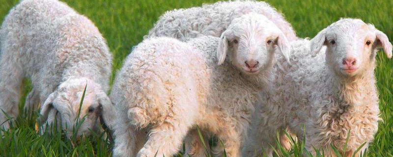 养羊为什么会加剧温室效应，养羊可以只养一只吗