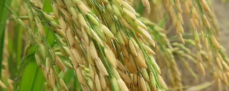育龙62水稻品种特征特性，附简介