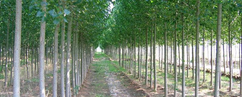 一亩地种多少棵杨树比较合适，杨树适合什么时候种植