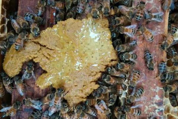 怎么养蜜蜂 新手