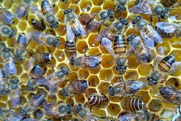 怎么养蜜蜂 新手