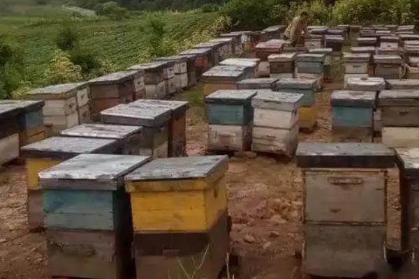 蜜蜂的养殖技术与管理，工蜂多少天出房