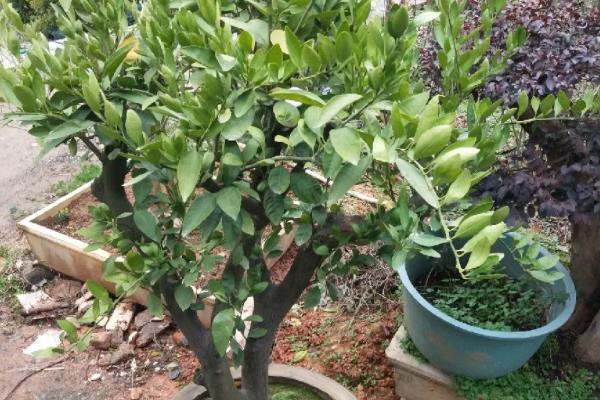 盆栽柚子树的种植方法
