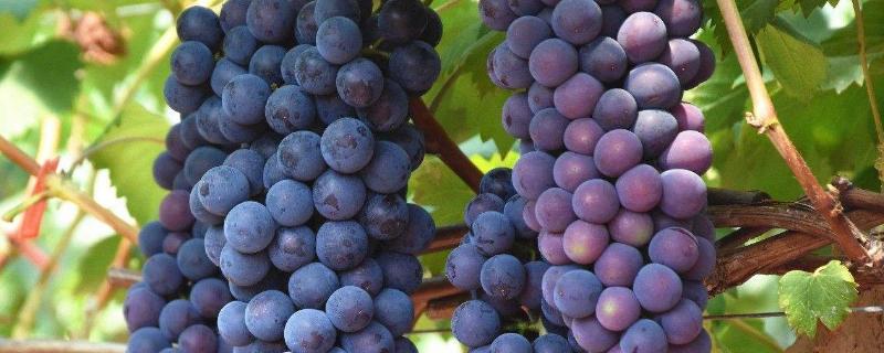 葡萄的生长习性，葡萄的品种有哪些