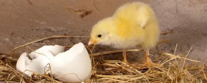 怎样让小鸡快速长大，小鸡保温需要多久脱温