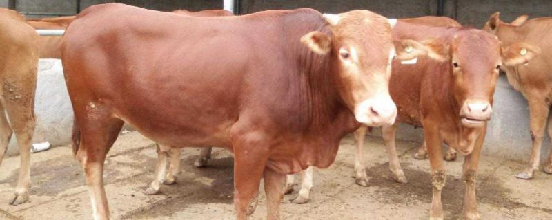 母牛在什么情况下用前列烯醇，母牛配种什么时候最佳