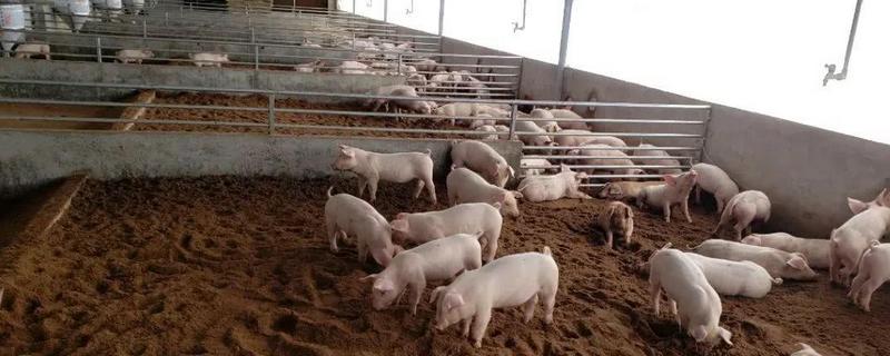 养猪发酵饲料制作方法，发酵饲料用什么菌种发酵好