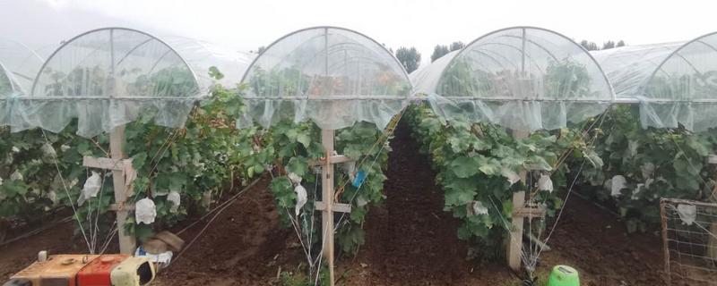 葡萄避雨棚怎样搭建，葡萄避雨棚用什么膜