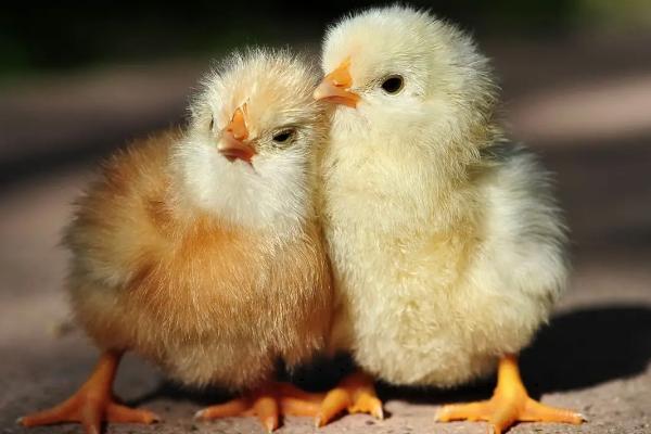 小鸡不能吃什么，怎么养成活率高