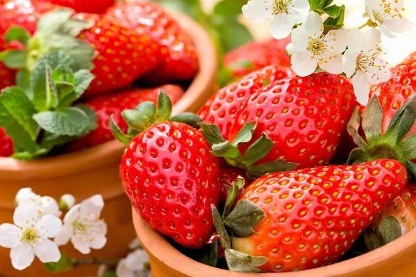 大棚草莓农药激素很多吗，大棚草莓和露天草莓的区别