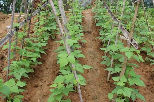 豆角怎么种植方法，如何施肥才能高产