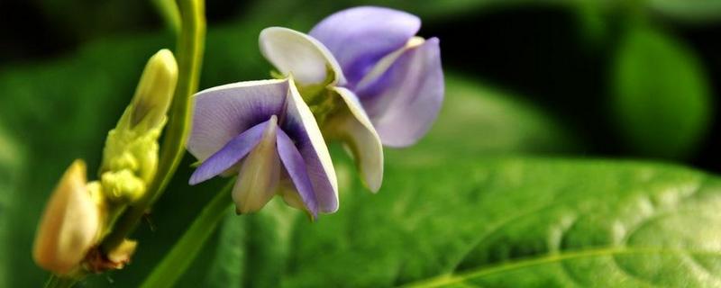 吡虫啉豆角开花后可以用吗，吡虫啉的作用和使用方法