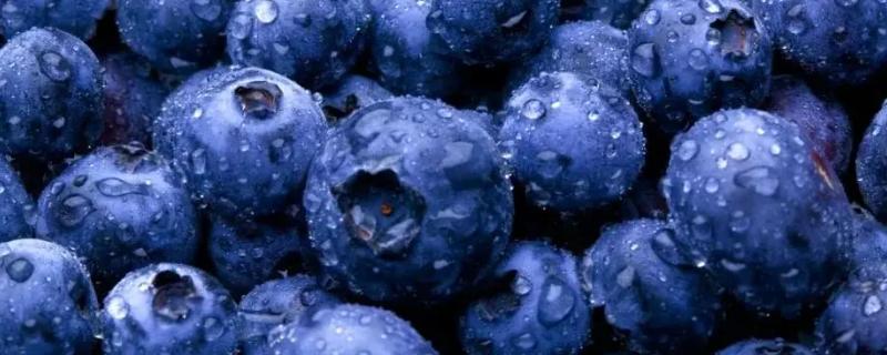 蓝莓怎么看有没有坏，购买时如何挑选
