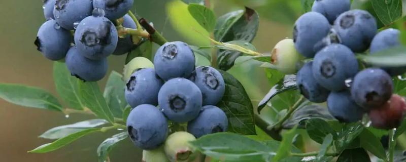 蓝莓北方能过冬吗，蓝莓适合哪些地区种植