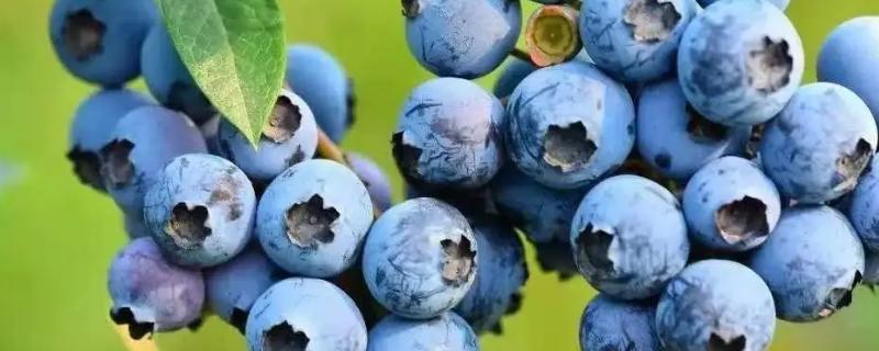蓝莓北方冬天怎么过冬，蓝莓适合哪些地区种植