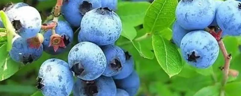 冬天有蓝莓吗，冬天蓝莓可以放在室外吗