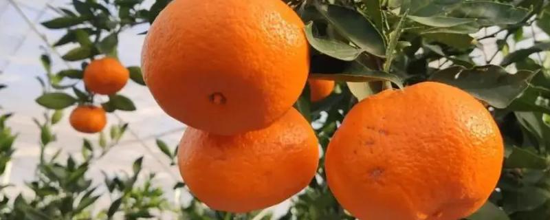柑橘常见病害有哪些，分别如何防治