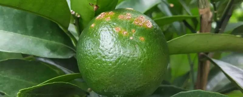 柑橘衰退病用什么药，附症状及发病原因