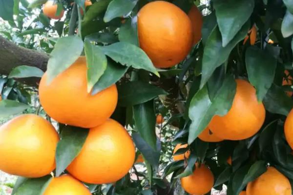 柑橘有哪些品种