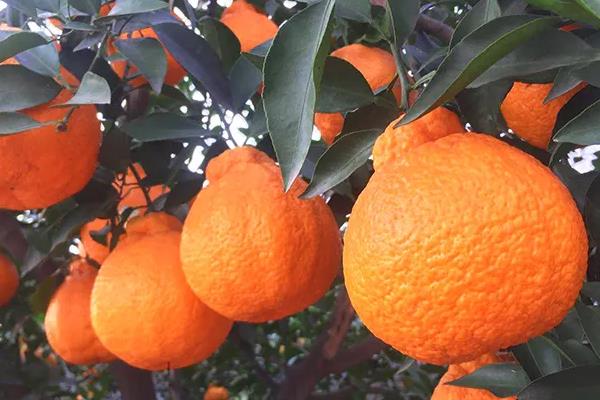 柑橘有哪些品种