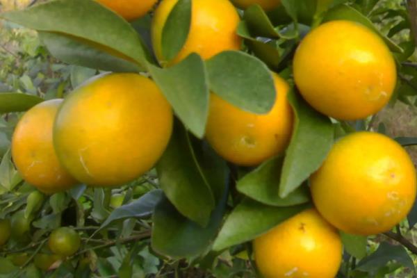 柑橘科有哪些水果