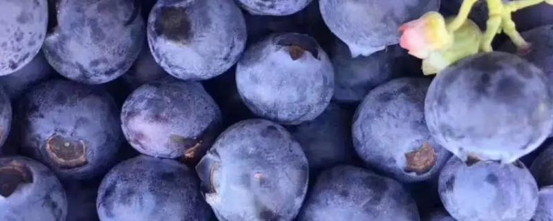 蓝莓是什么颜色的，买回来的蓝莓如何保鲜