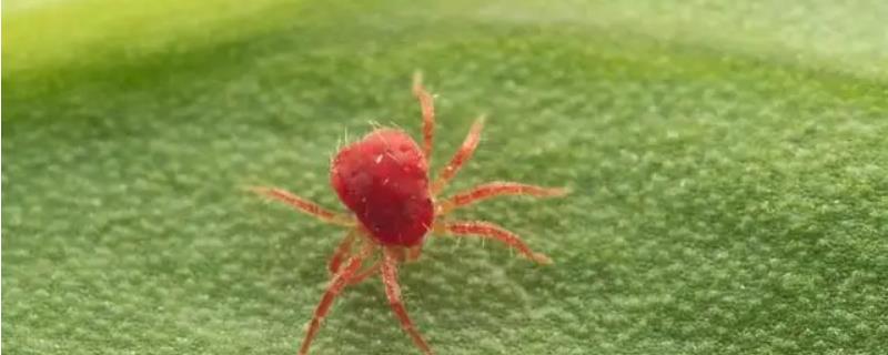 柑橘红蜘蛛用什么药，附危害症状