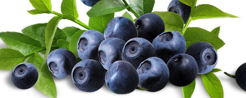蓝莓怎么养，蓝莓的果实在树上还是地下