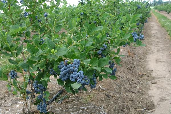 蓝莓怎么养，蓝莓的果实在树上还是地下