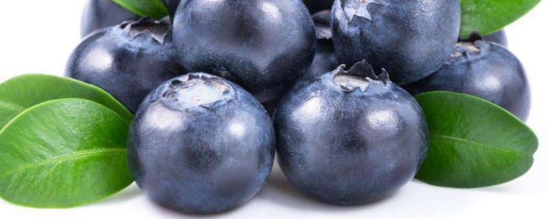 蓝莓有核吗，蓝莓的果实是什么颜色的