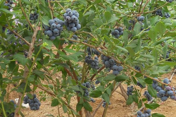 蓝莓有核吗，蓝莓的果实是什么颜色的