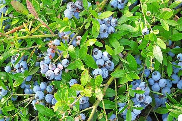 不老莓是蓝莓吗，蓝莓几月份成熟