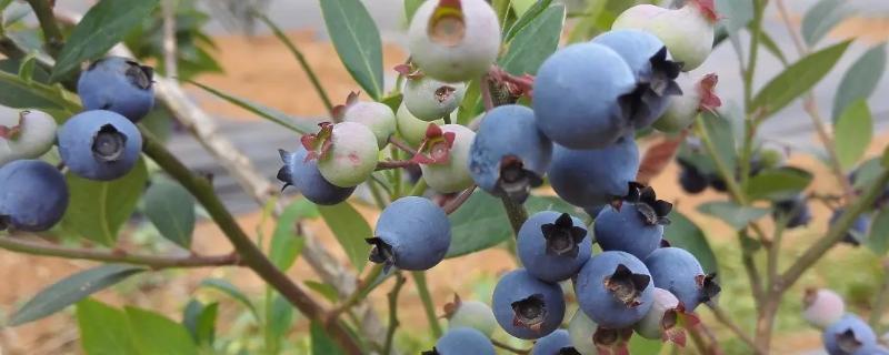 蓝莓的季节，蓝莓是长在树上的还是长在地上的