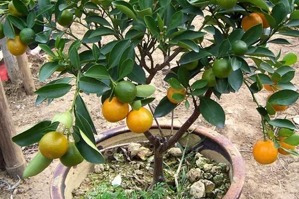 盆栽柑橘的种植方法和技术