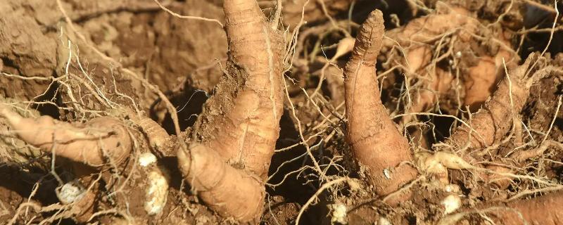 水萝卜的种植时间和生长周期，附种植方法