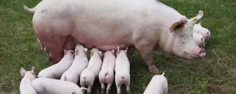 猪有多少个乳头，猪不给小猪喂奶怎么办