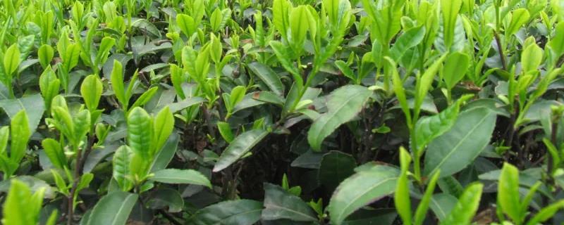 茶树催芽壮芽用什么药最快，茶树是乔木还是灌木
