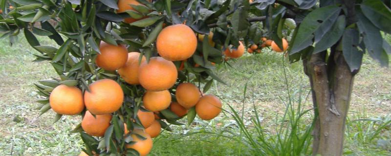 柑橘全年打药时间表