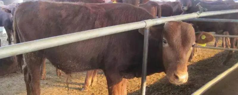 育肥牛一天吃多少饲料，育肥牛是公牛还是母牛