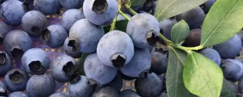 蓝莓的特征，蓝莓的果肉是什么颜色的