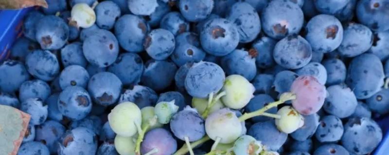 蓝莓是什么，一般什么季节成熟